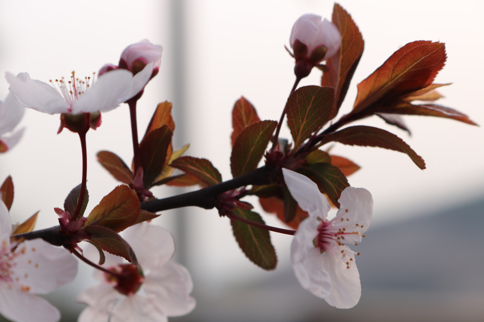 Canon EOS 80D sample photo