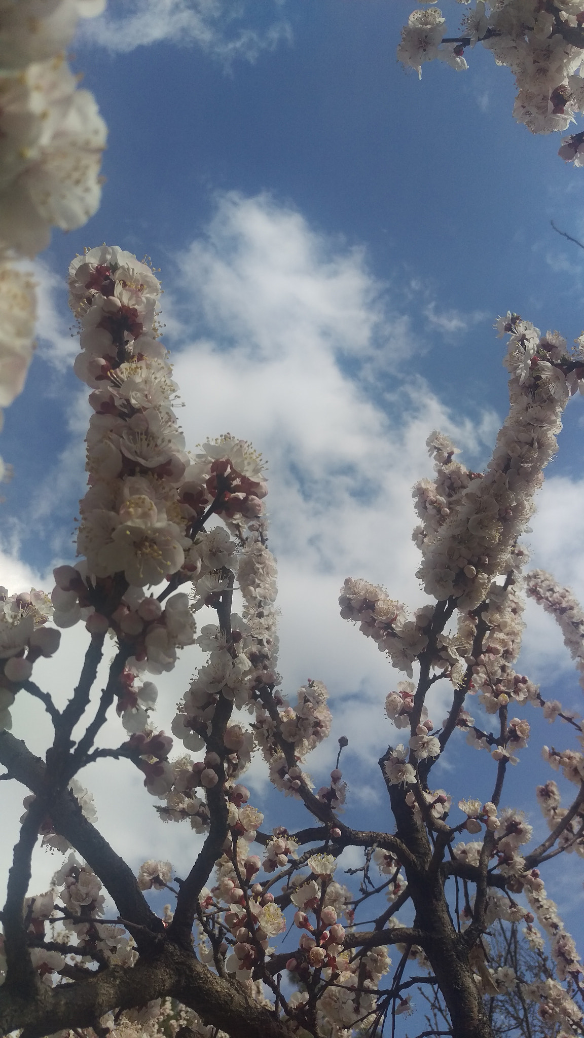 HTC ONE M9 sample photo. Graceful blossoms photography