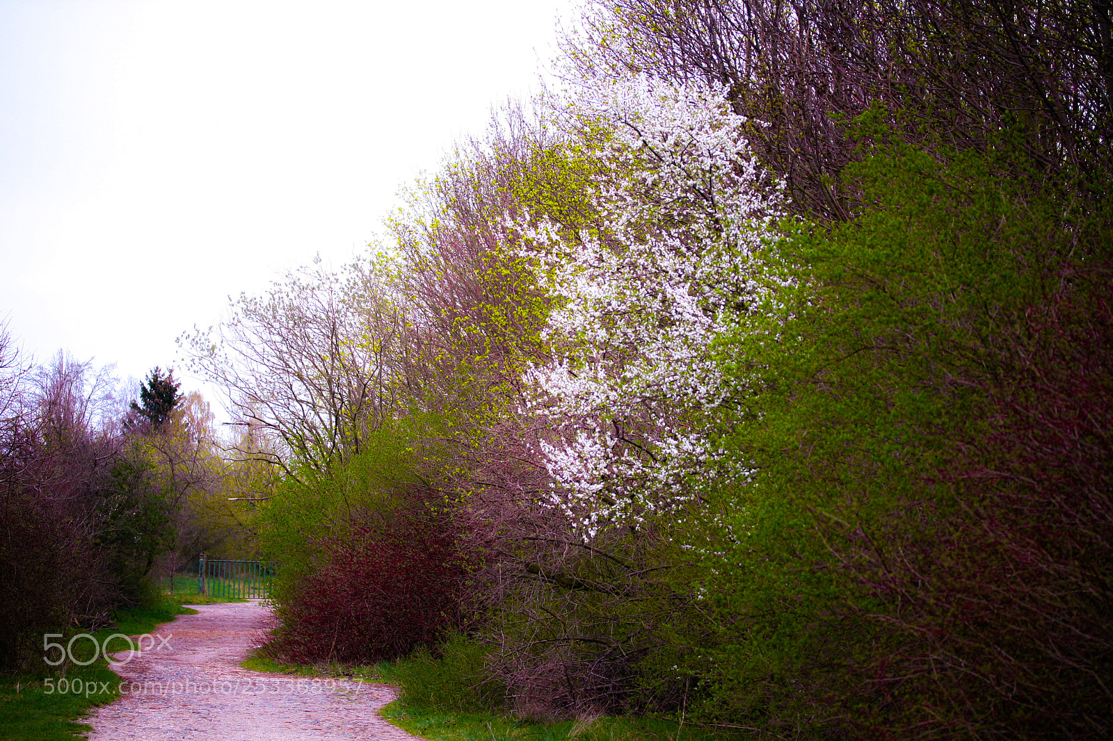Canon EOS 1000D (EOS Digital Rebel XS / EOS Kiss F) sample photo. Springtime photography