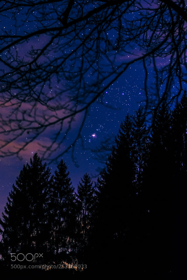 Nikon D5500 sample photo. Orion between trees photography
