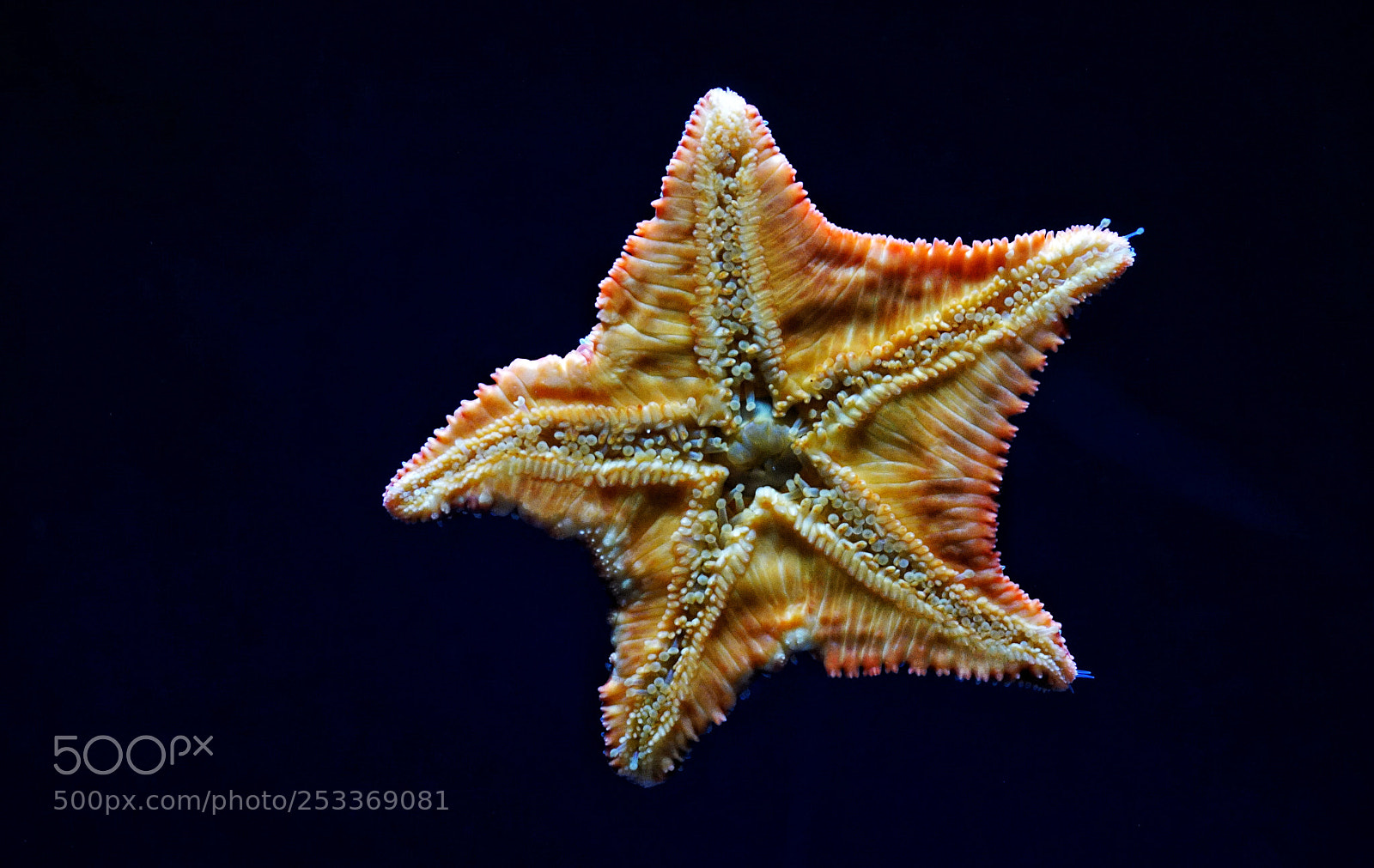 Sony a7 II sample photo. Flying star photography