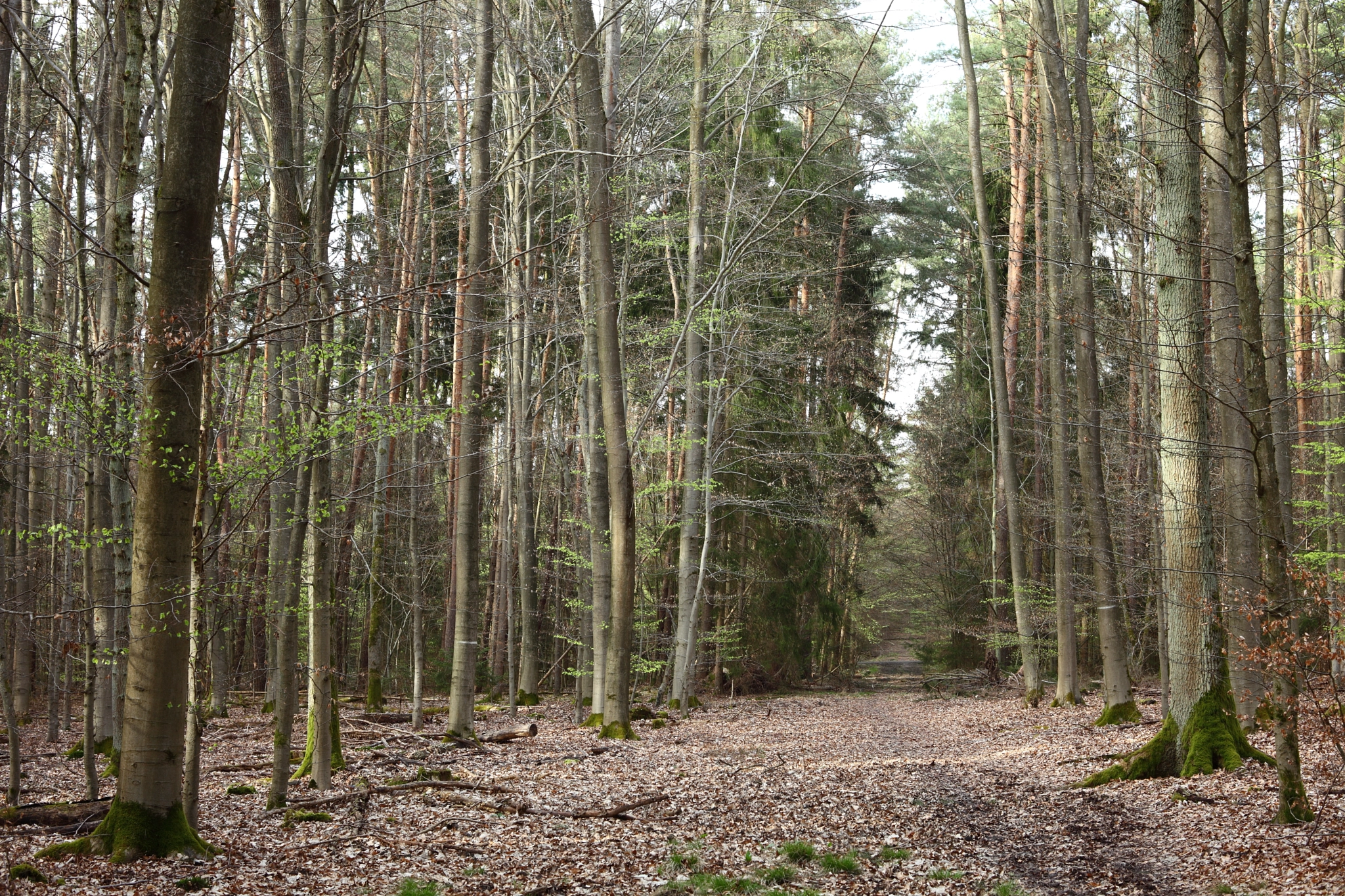 Canon EF 28-80mm f/3.5-5.6 sample photo. Footpath walkway photography