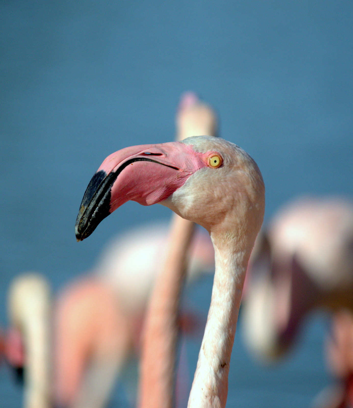 Canon EF-S 55-250mm F4-5.6 IS sample photo. Pink bird photography