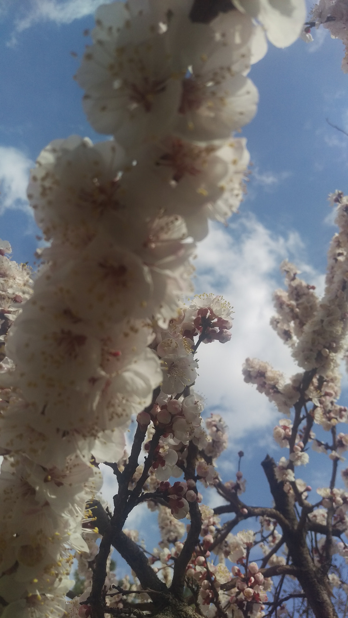 HTC ONE M9 sample photo. A family reunion! photography
