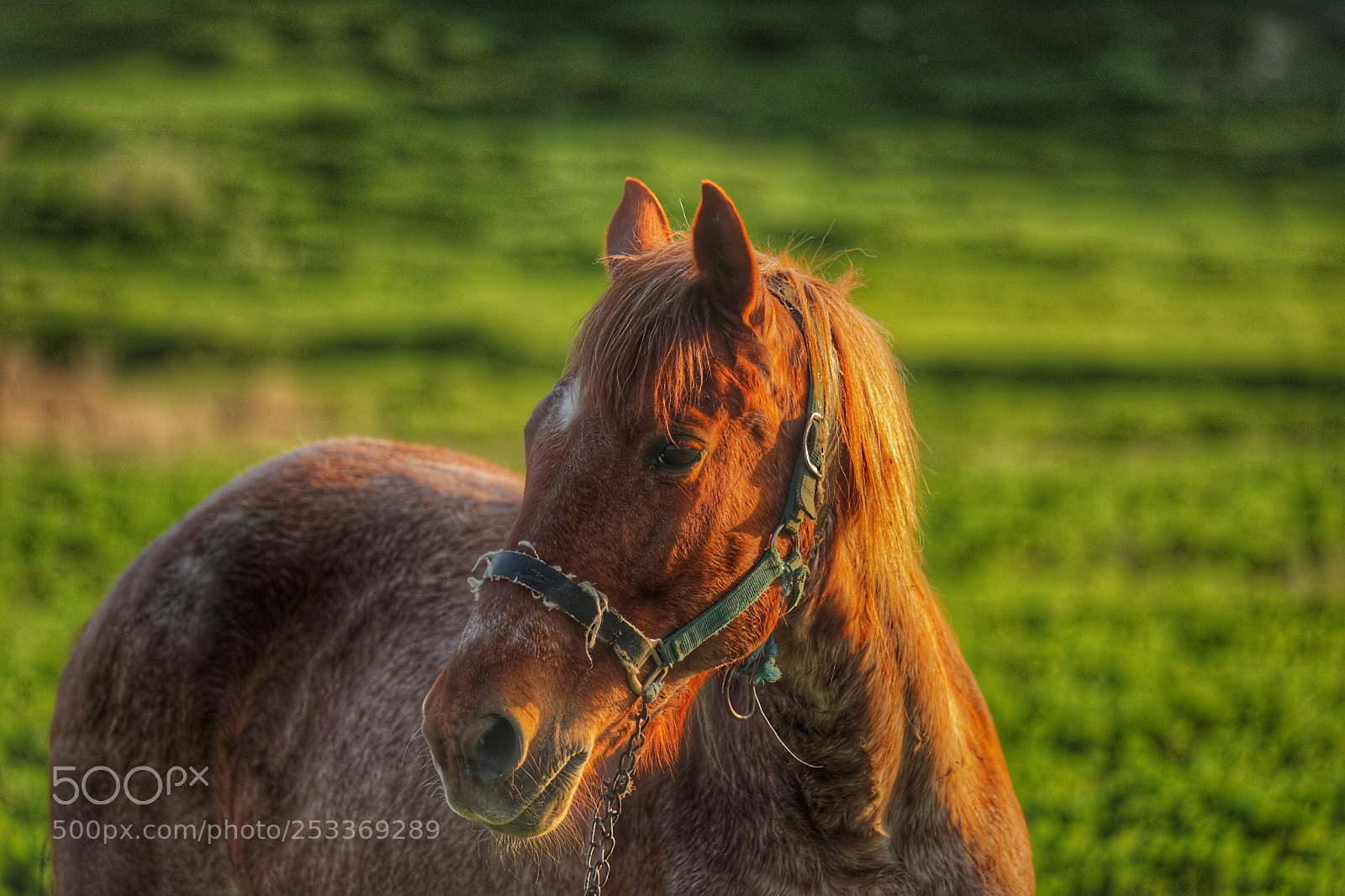 Canon EOS 5D Mark IV sample photo. Untitled photography