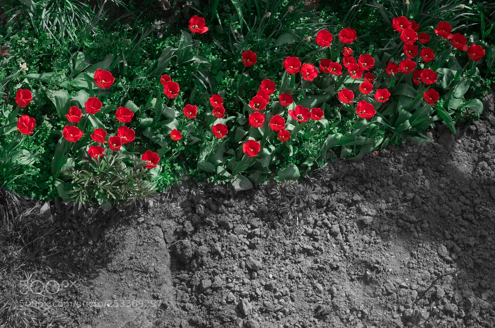 Nikon D5300 sample photo. Red & grey photography