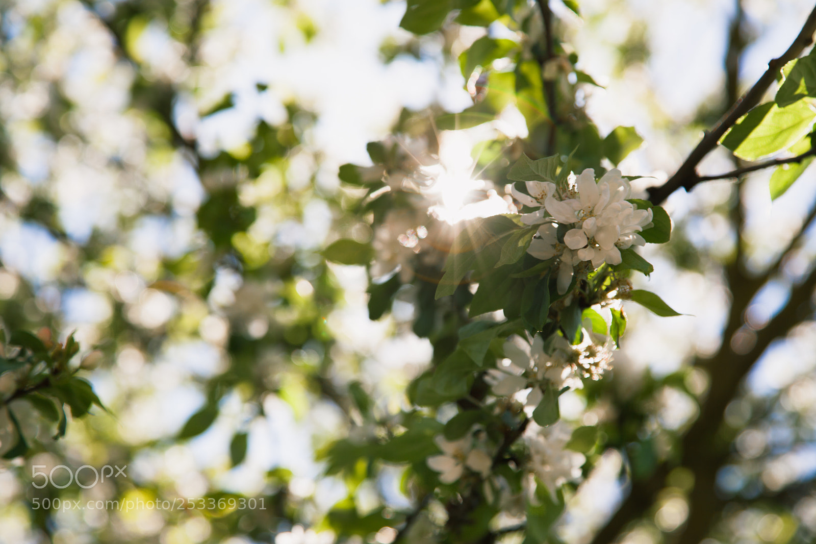 Canon EOS 5D Mark II sample photo. Spring's bloom photography