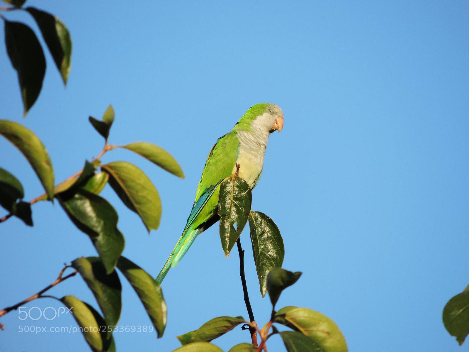 Nikon Coolpix P520 sample photo. Quaker parrot photography