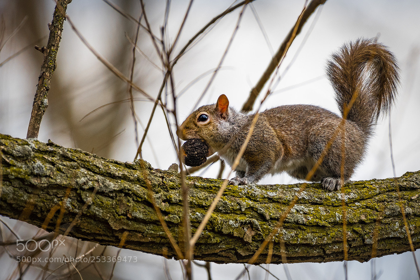Nikon D500 sample photo. Squirrel - spring cleaning photography