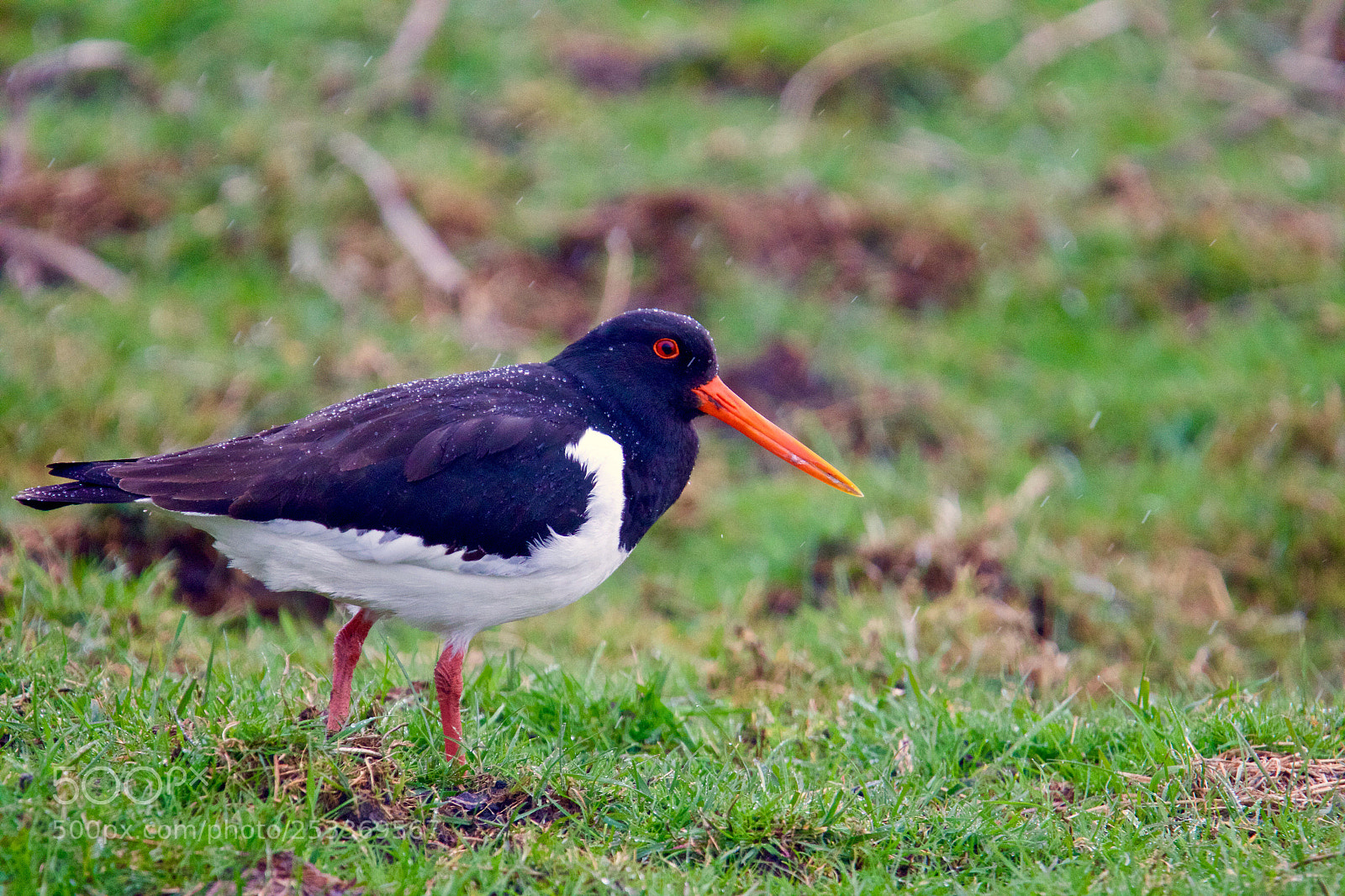 Canon EOS 7D Mark II sample photo. Eurasian oystercatcher - scholekster photography