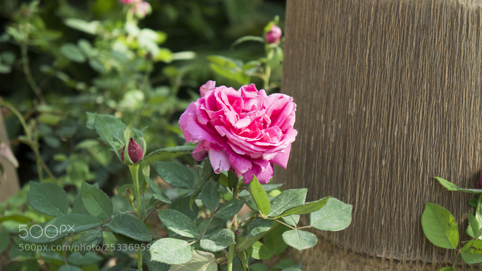 Sony a6500 sample photo. A pink rose at photography