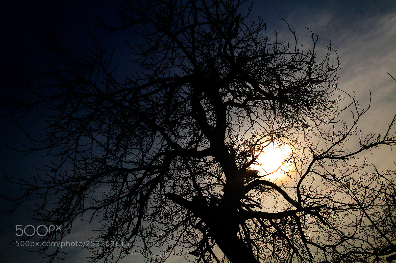 Canon EOS 7D sample photo. Tree with sun photography
