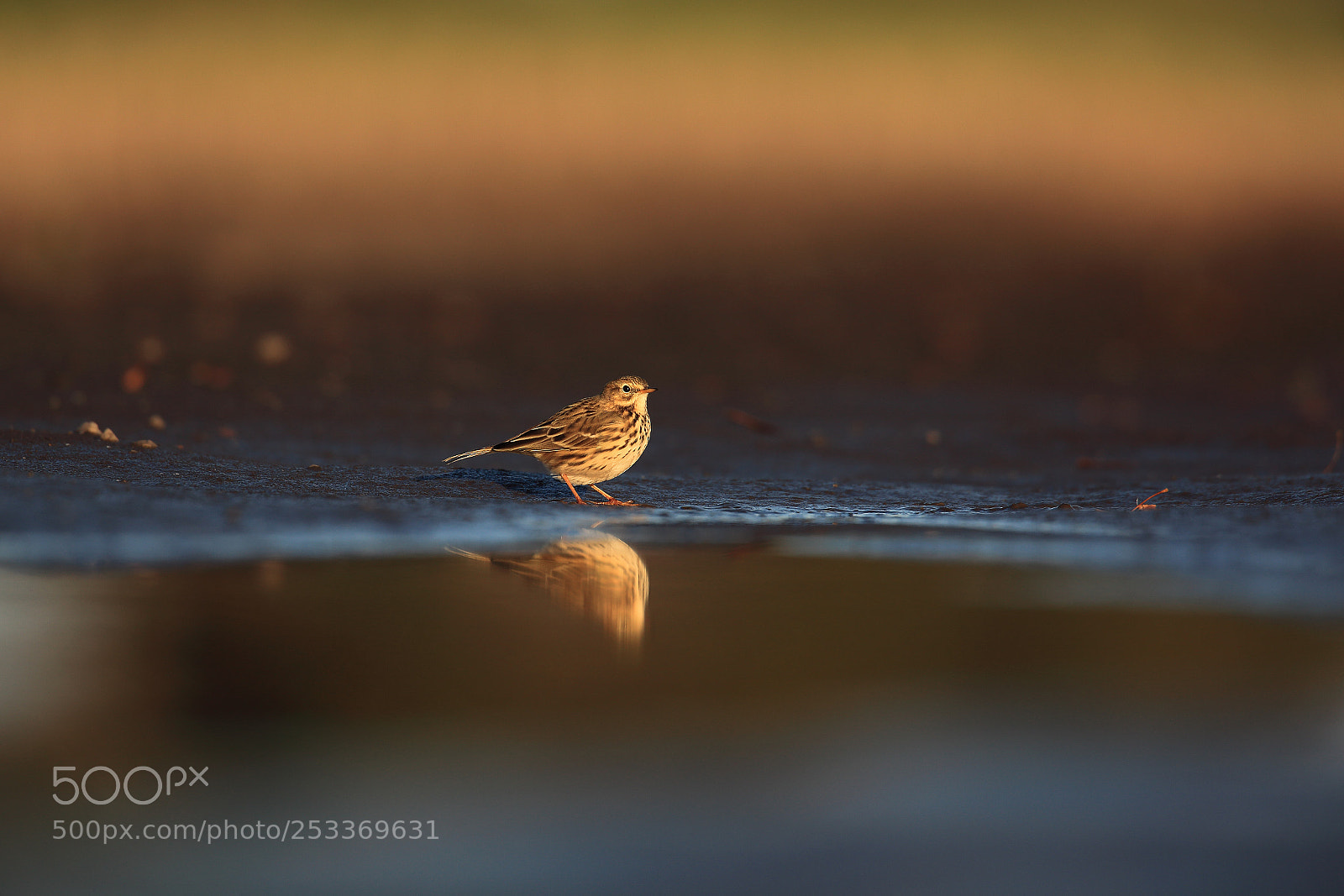 Canon EOS 5D Mark II sample photo. Meadow pipit on puddle photography
