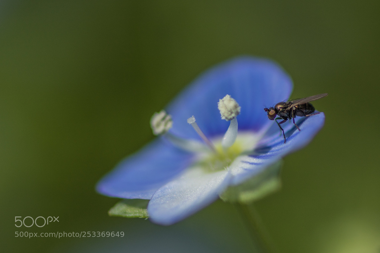 Canon EOS 750D (EOS Rebel T6i / EOS Kiss X8i) sample photo. Fly photography