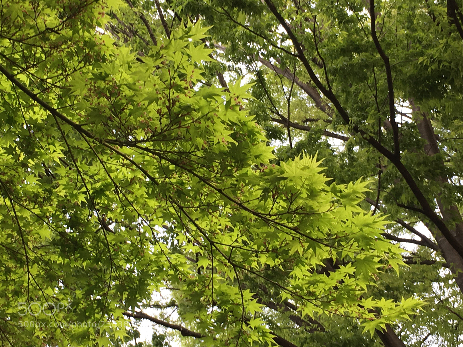 Apple iPhone 6s Plus sample photo. Spring2018 tree leaves photography