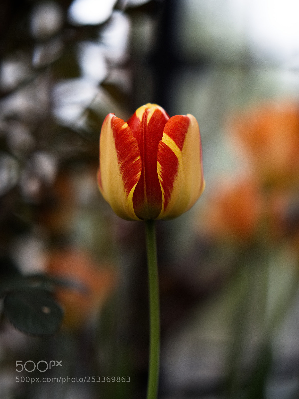 Panasonic Lumix DC-GH5 sample photo. *** photography