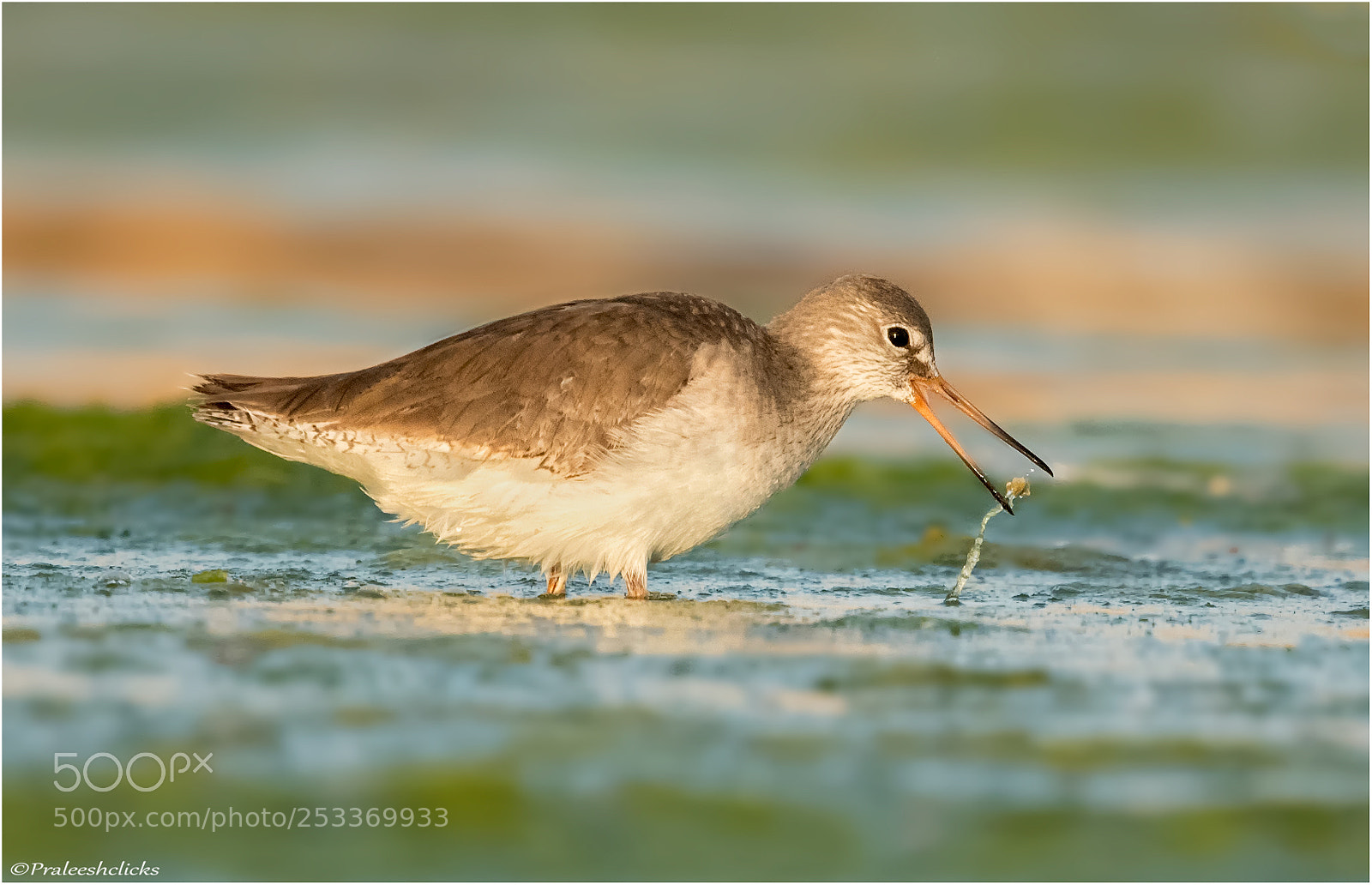 Nikon D500 sample photo. Common redshank photography