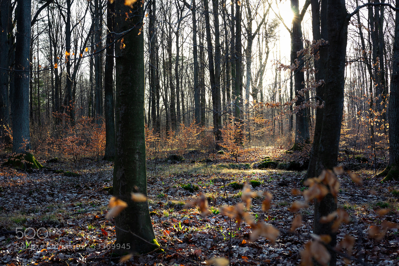 Canon EOS 60D sample photo. Rezerwat wiączyn #5 photography