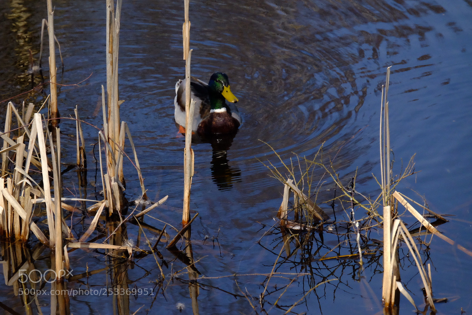 Fujifilm X-T10 sample photo. Duck photography