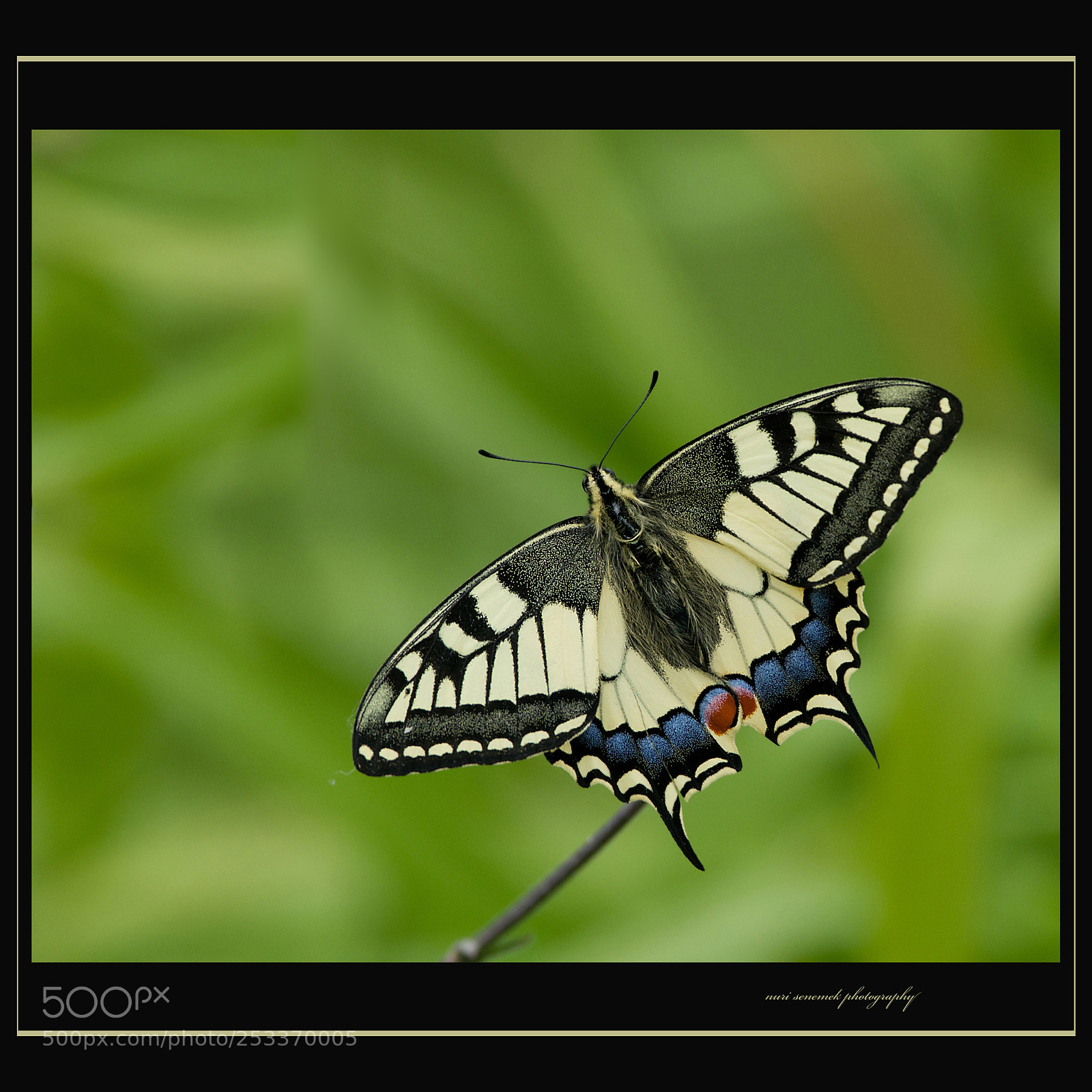 Pentax K-5 IIs sample photo. Swallowtail photography