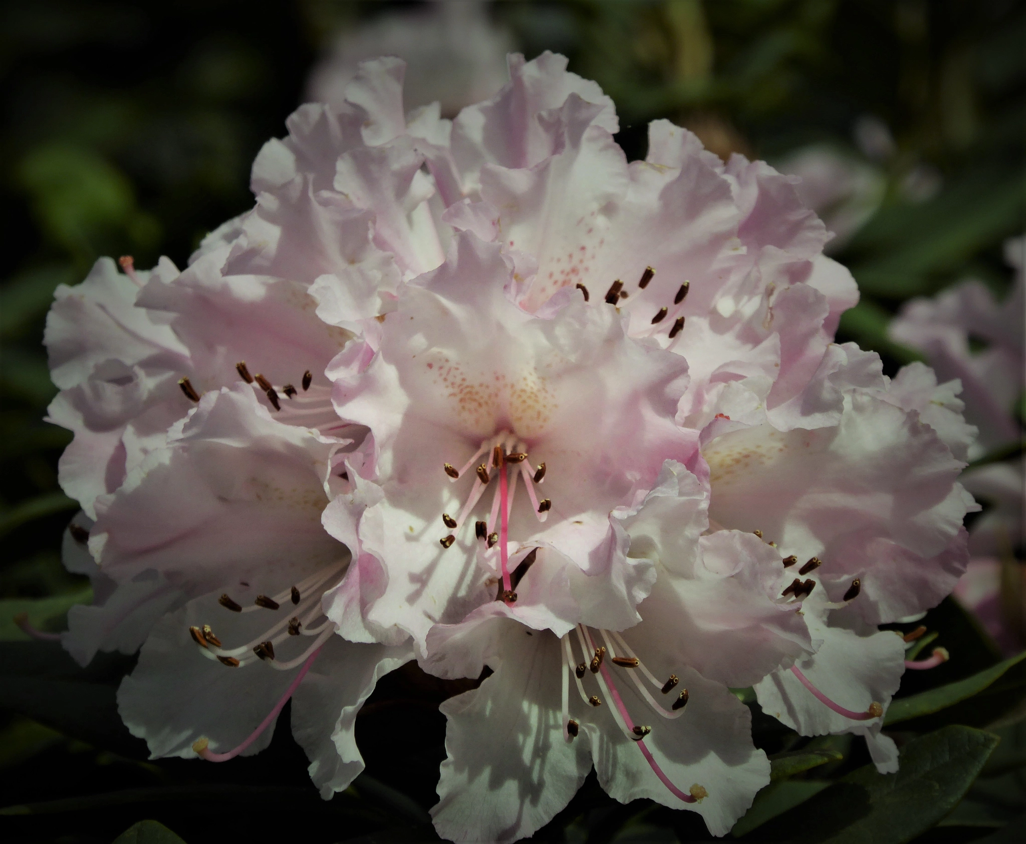 Panasonic Lumix DMC-ZS40 (Lumix DMC-TZ60) sample photo. Bouquet photography