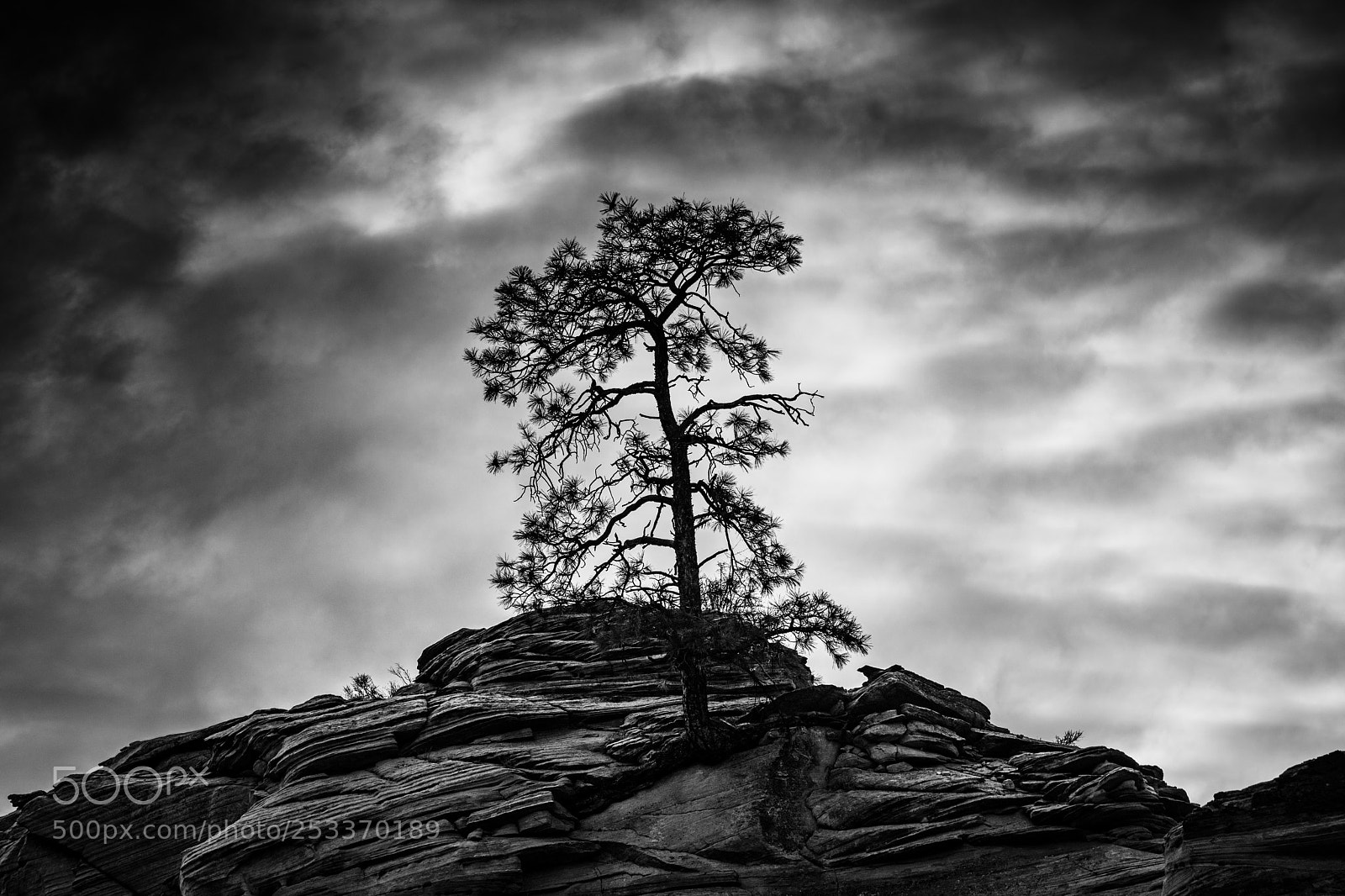 Canon EOS 5D Mark IV sample photo. Lone tree zion photography