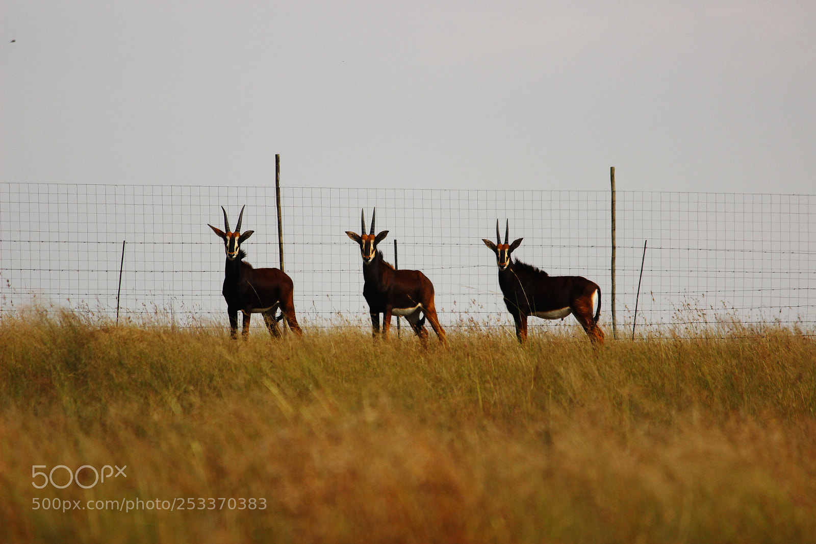 Canon EOS 600D (Rebel EOS T3i / EOS Kiss X5) sample photo. South africa photography