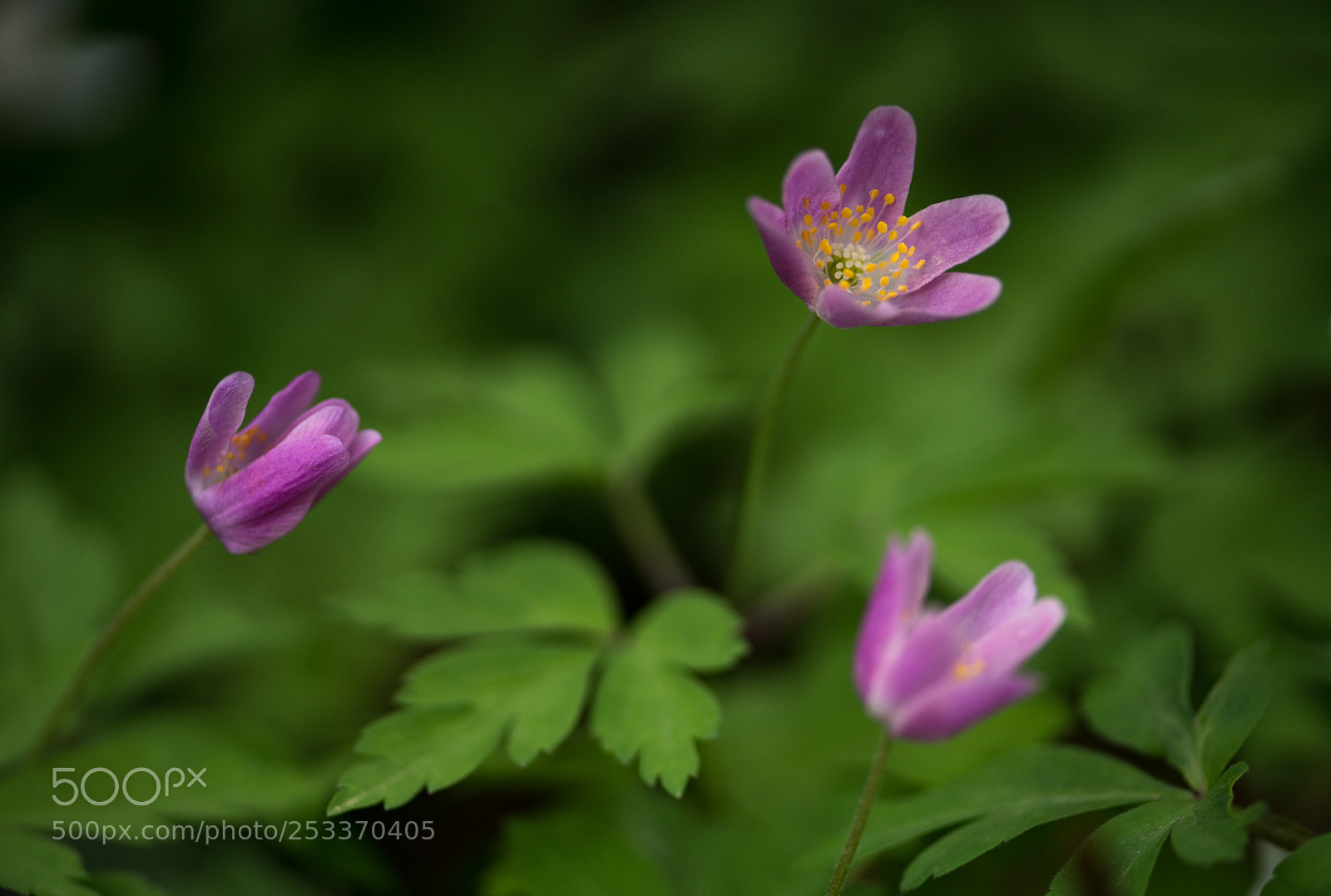 Sony a7R II sample photo. Anemone photography