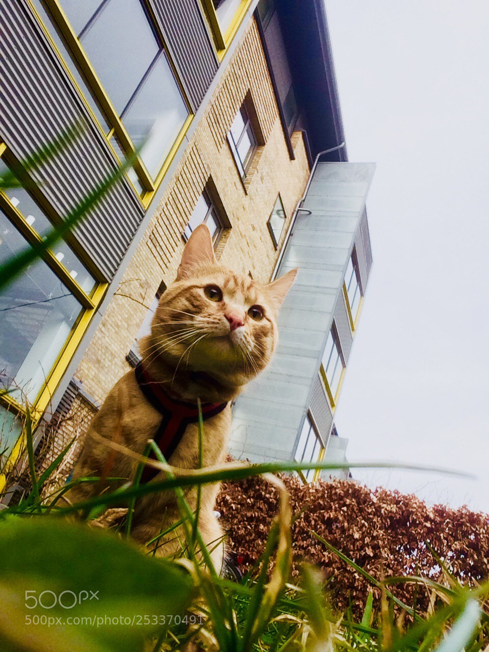 Apple iPhone 5s sample photo. My cat? photography
