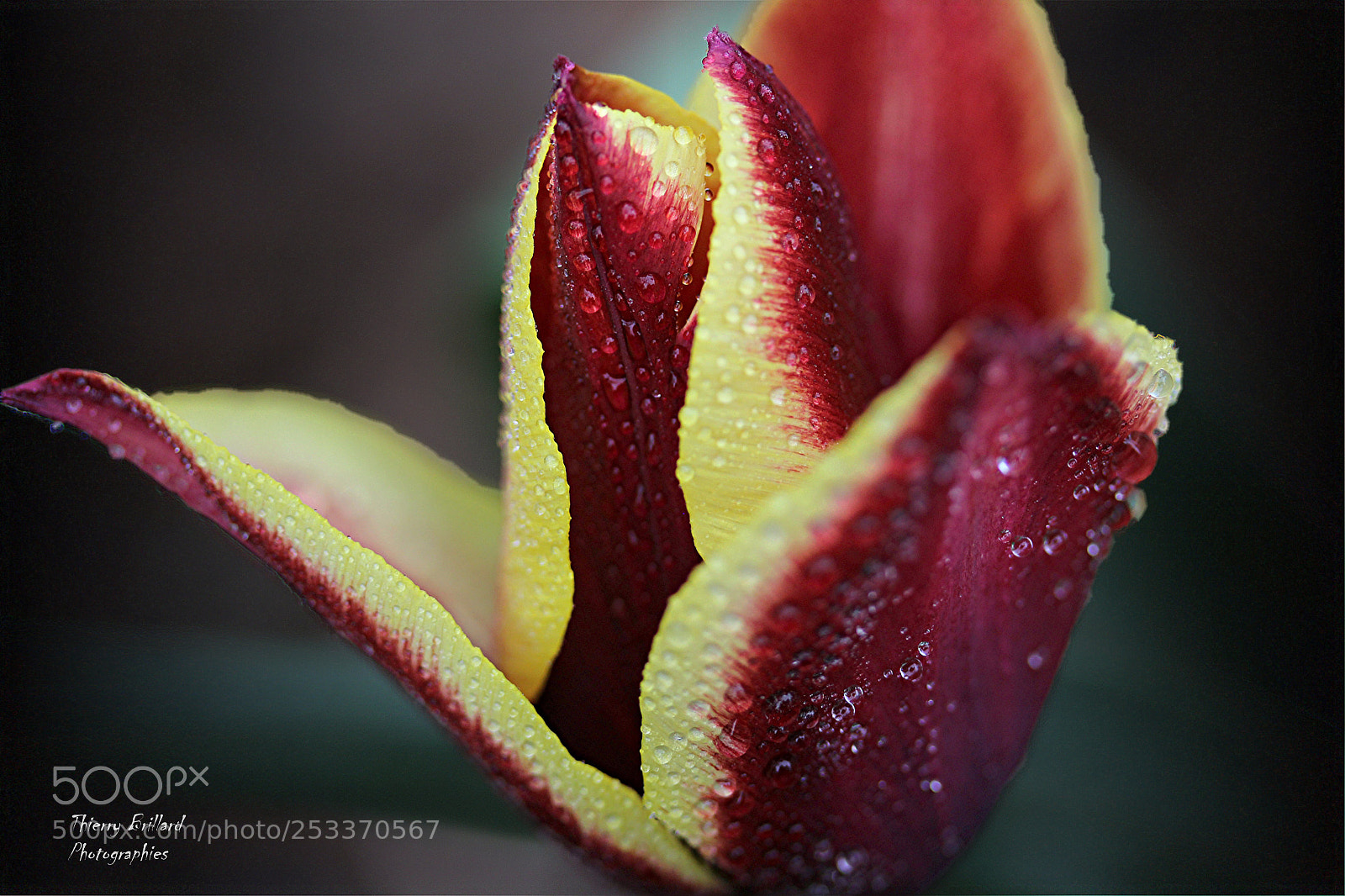 Canon EOS 600D (Rebel EOS T3i / EOS Kiss X5) sample photo. Tulipe sous la pluie photography