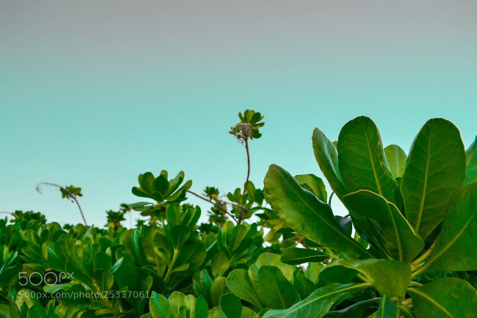 Nikon D3100 sample photo. Plants photography