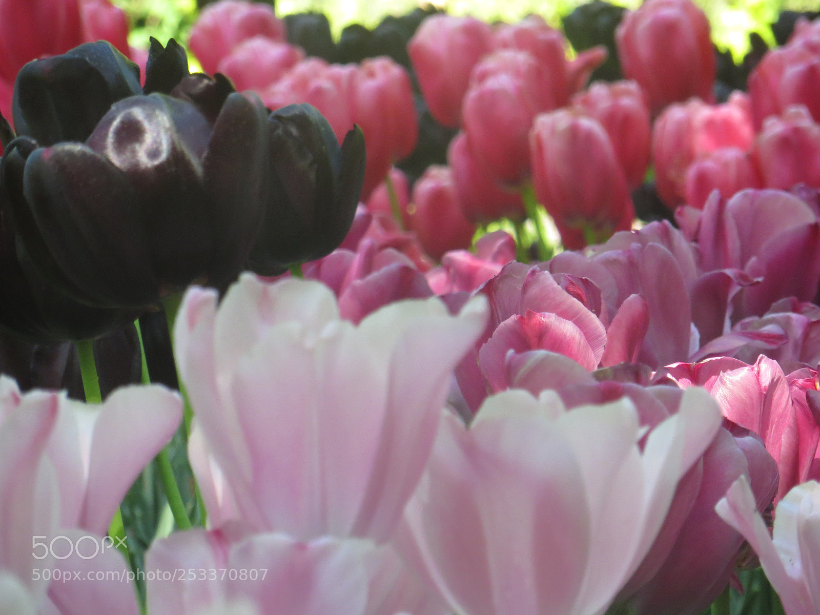 Canon PowerShot SX240 HS sample photo. Tulips 02 photography