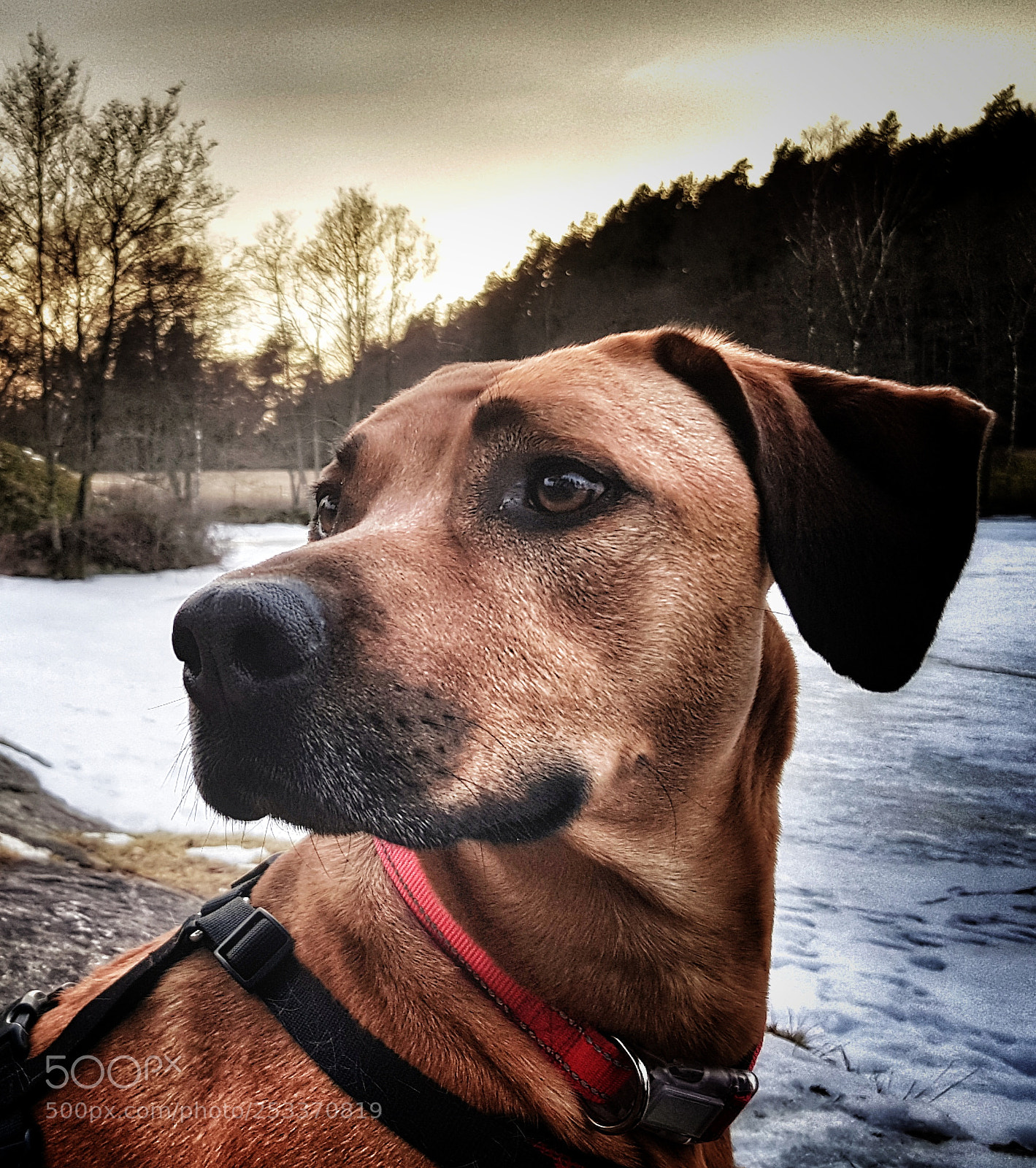 Samsung Galaxy S8 sample photo. The boss by the photography