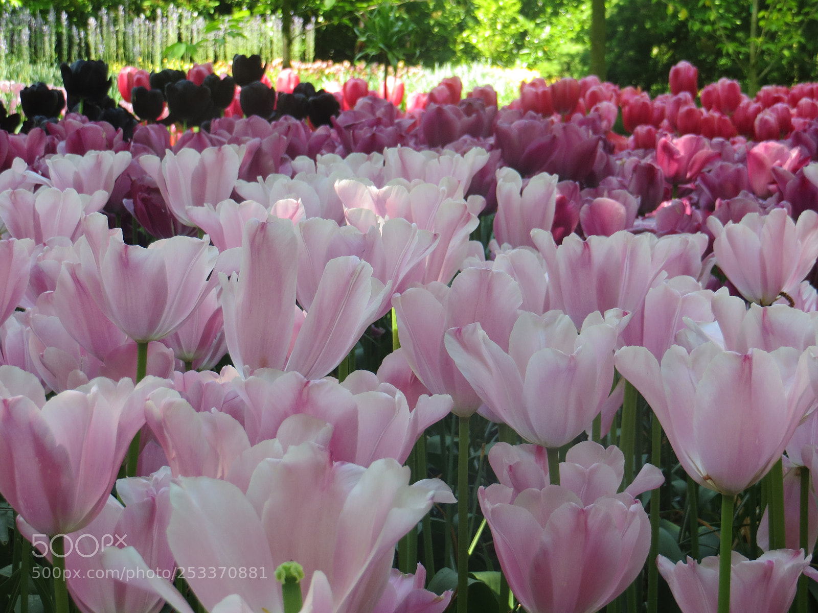 Canon PowerShot SX240 HS sample photo. Tulips 04 photography