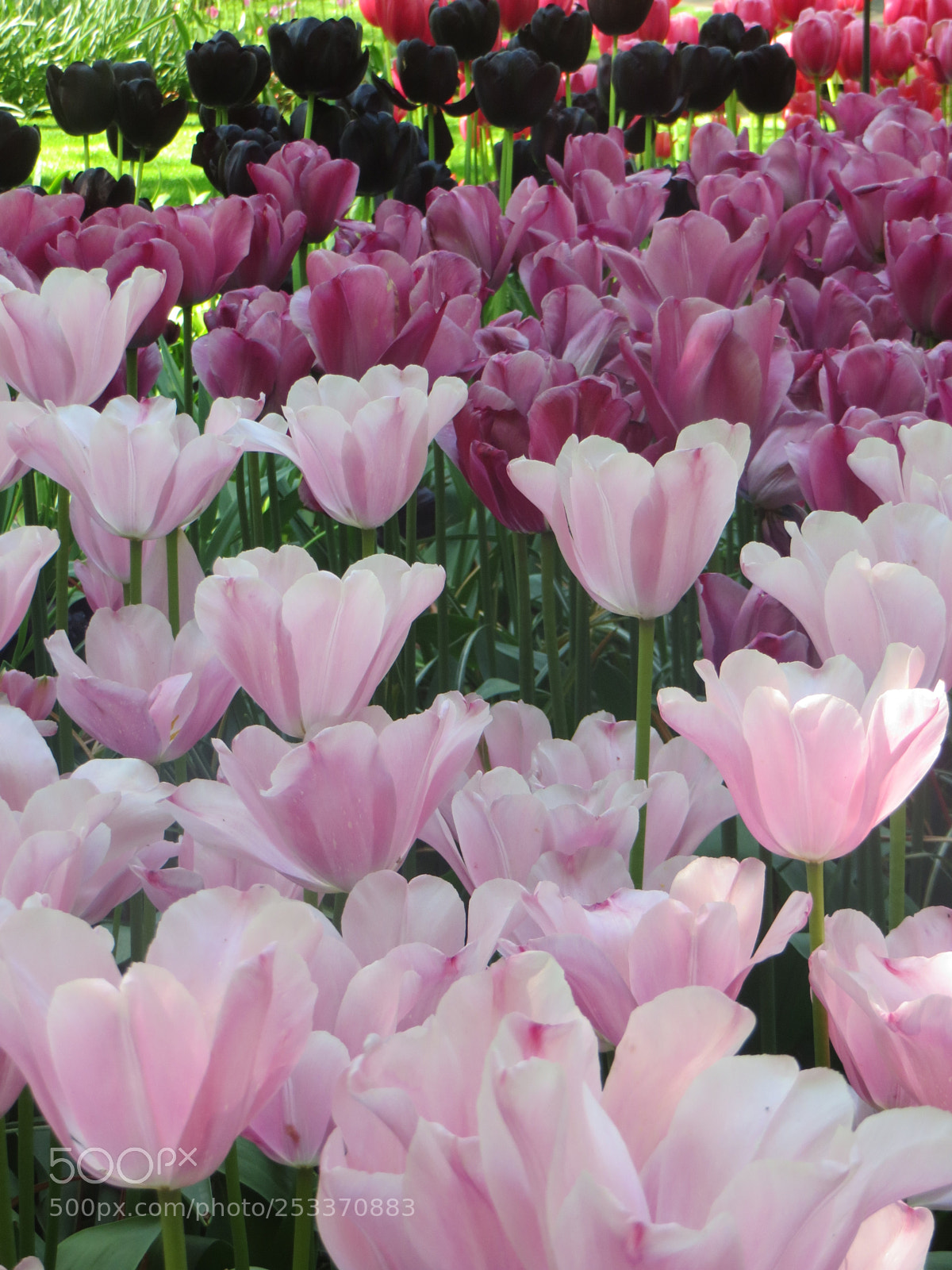 Canon PowerShot SX240 HS sample photo. Tulips 03 photography