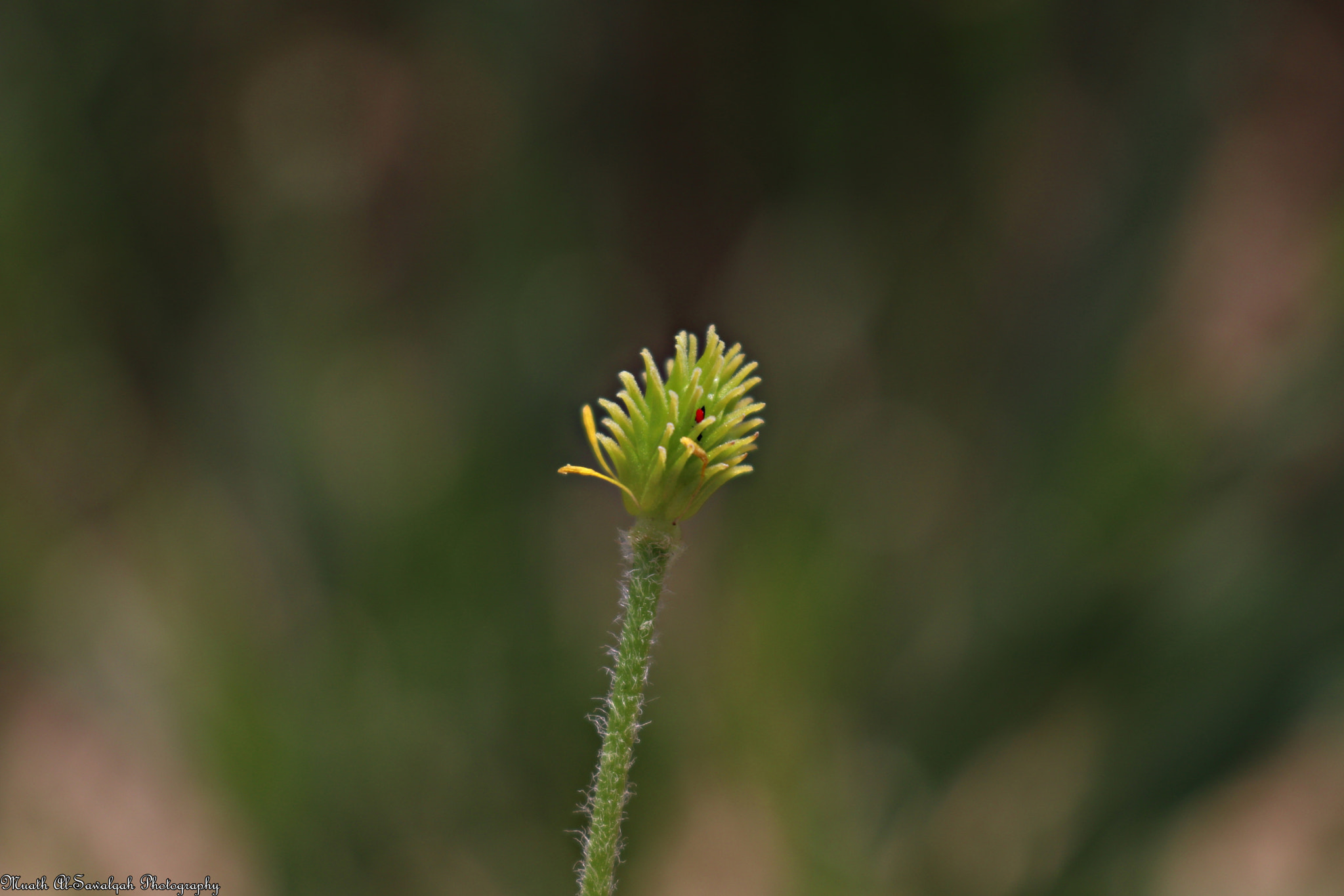 Canon EOS 80D sample photo