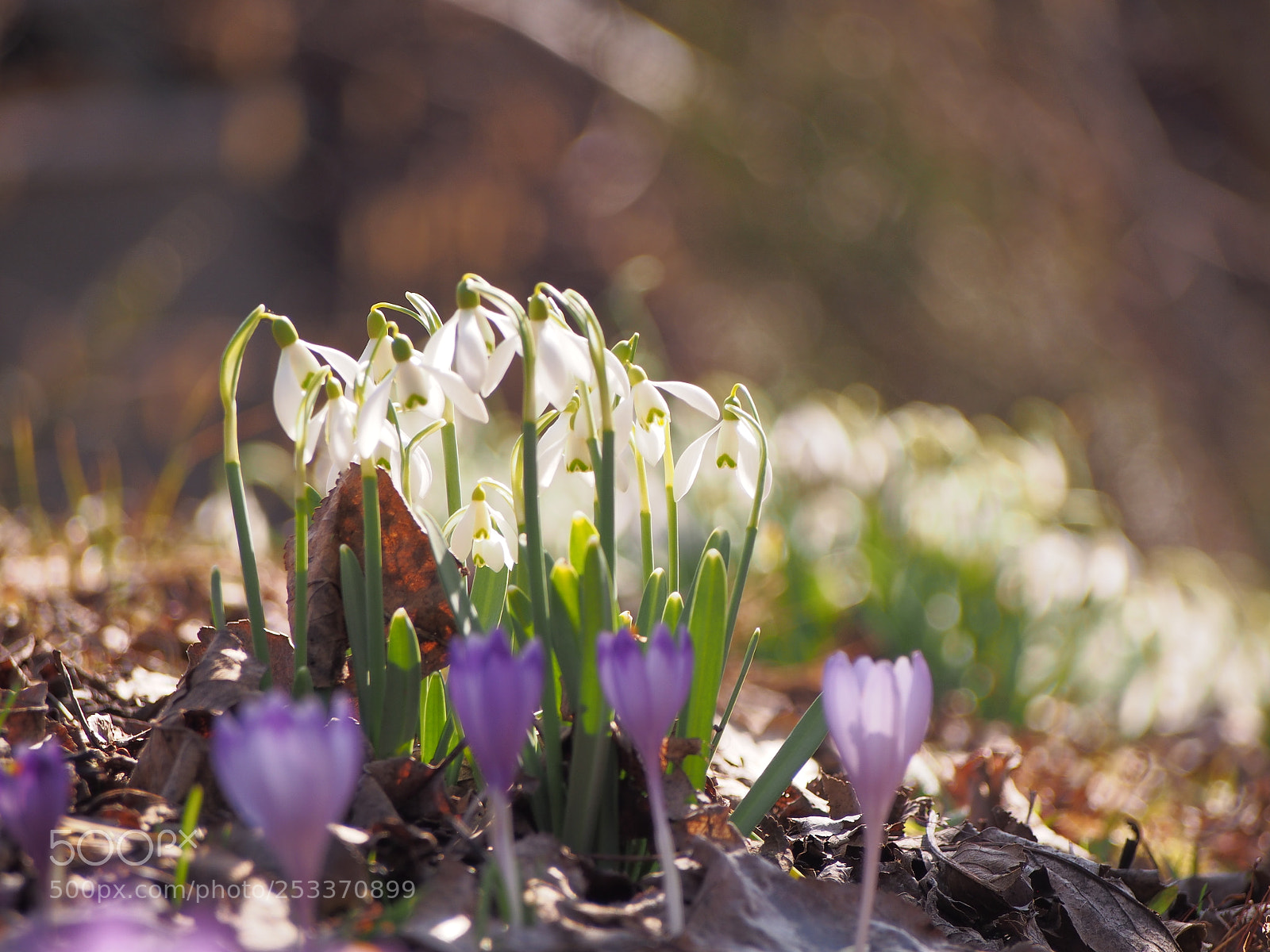 Olympus PEN E-PL5 sample photo. Snowdrops ii photography