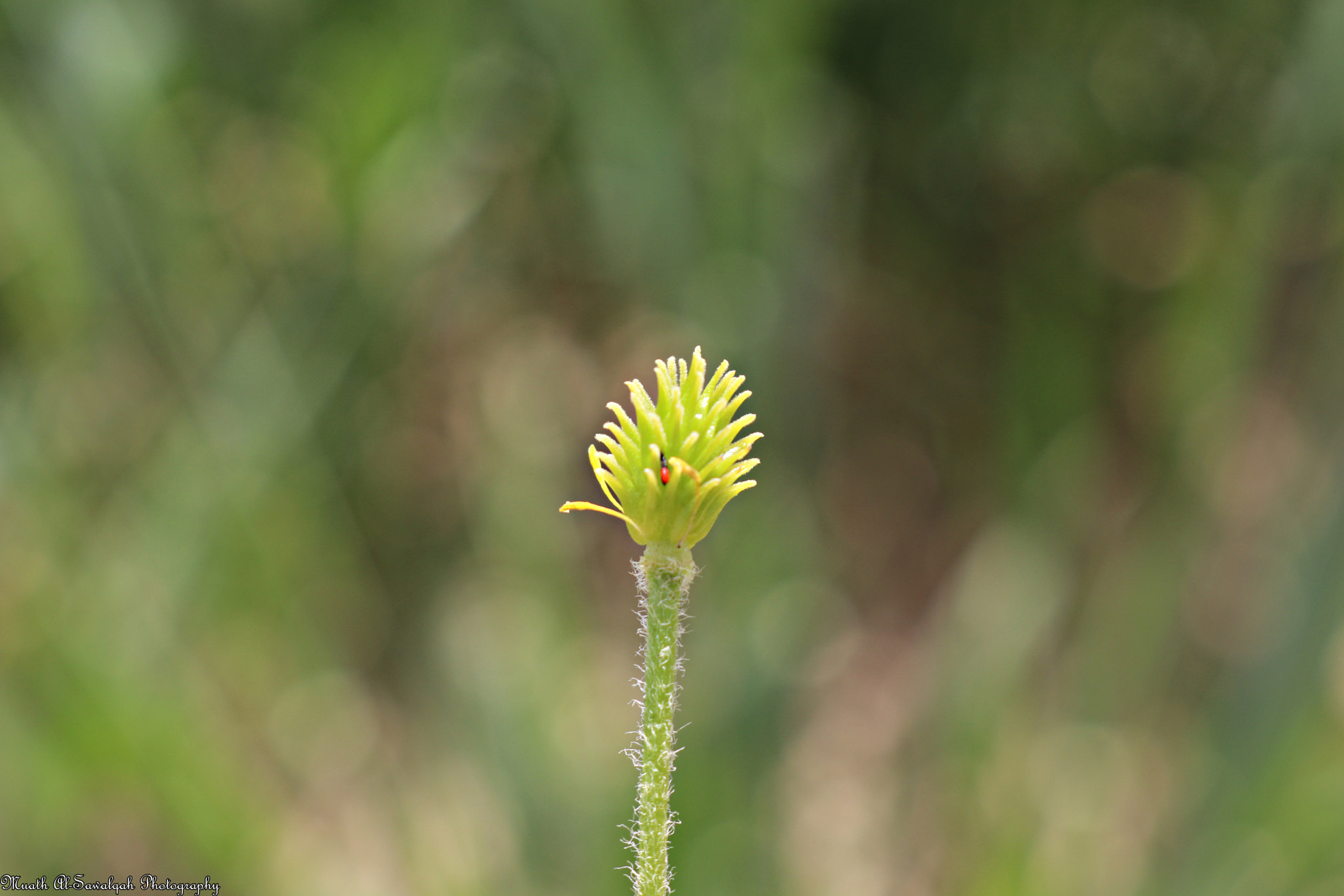 Canon EOS 80D sample photo