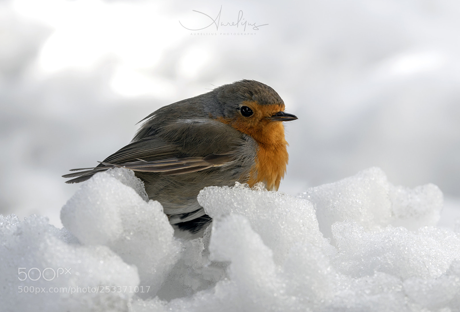 Canon EOS 6D Mark II sample photo. The bird photography