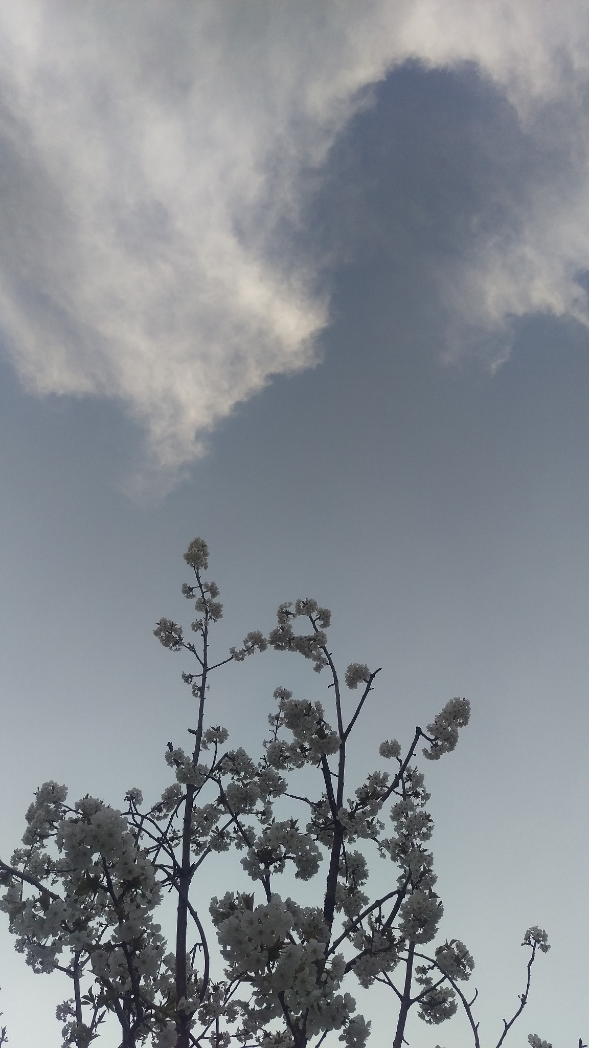 HTC ONE M9 sample photo. Watching over ... photography