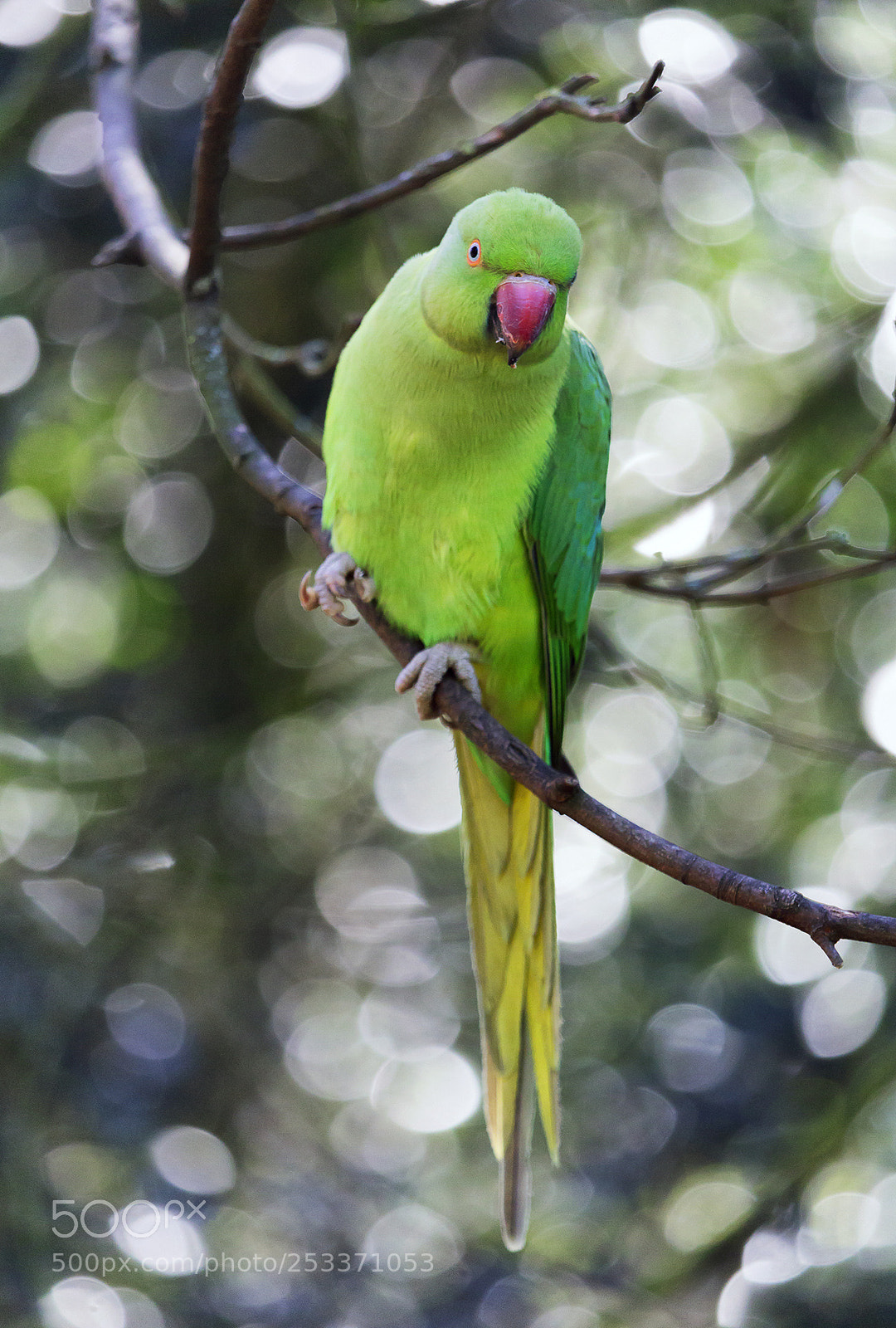 Canon EOS 1200D (EOS Rebel T5 / EOS Kiss X70 / EOS Hi) sample photo. Ring-necked parakeet photography