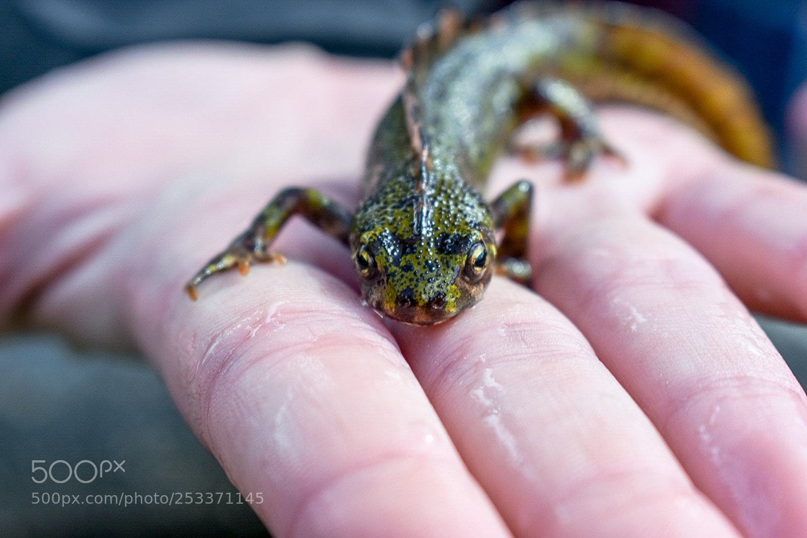 Nikon D3400 sample photo. Triturus marmoratus photography