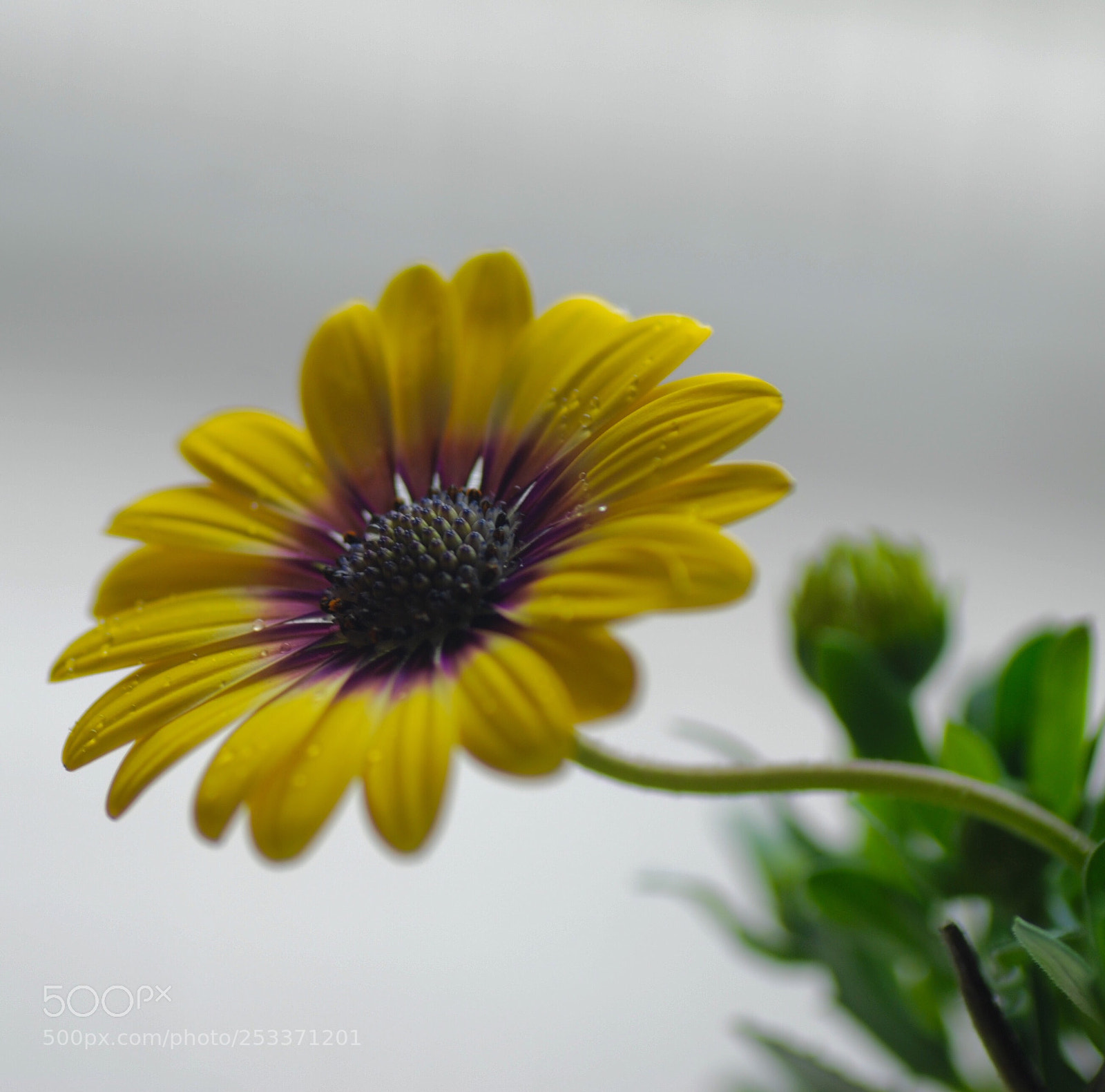 Nikon D80 sample photo. Daisy photography