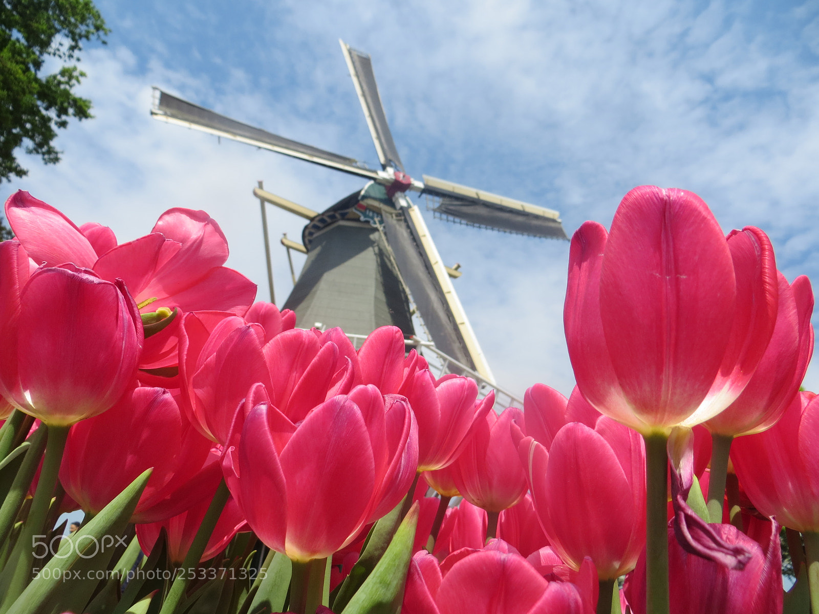 Canon PowerShot SX240 HS sample photo. Tulips & windmill 01 photography