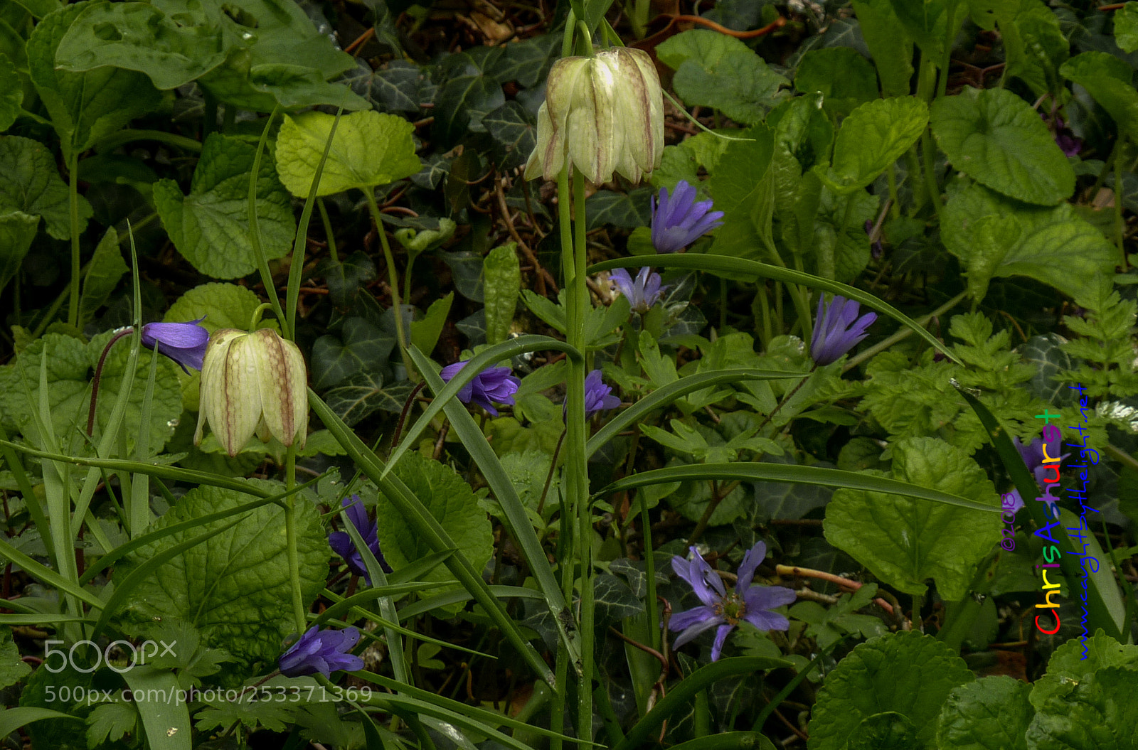 Panasonic DMC-TZ7 sample photo. Fritillaries photography