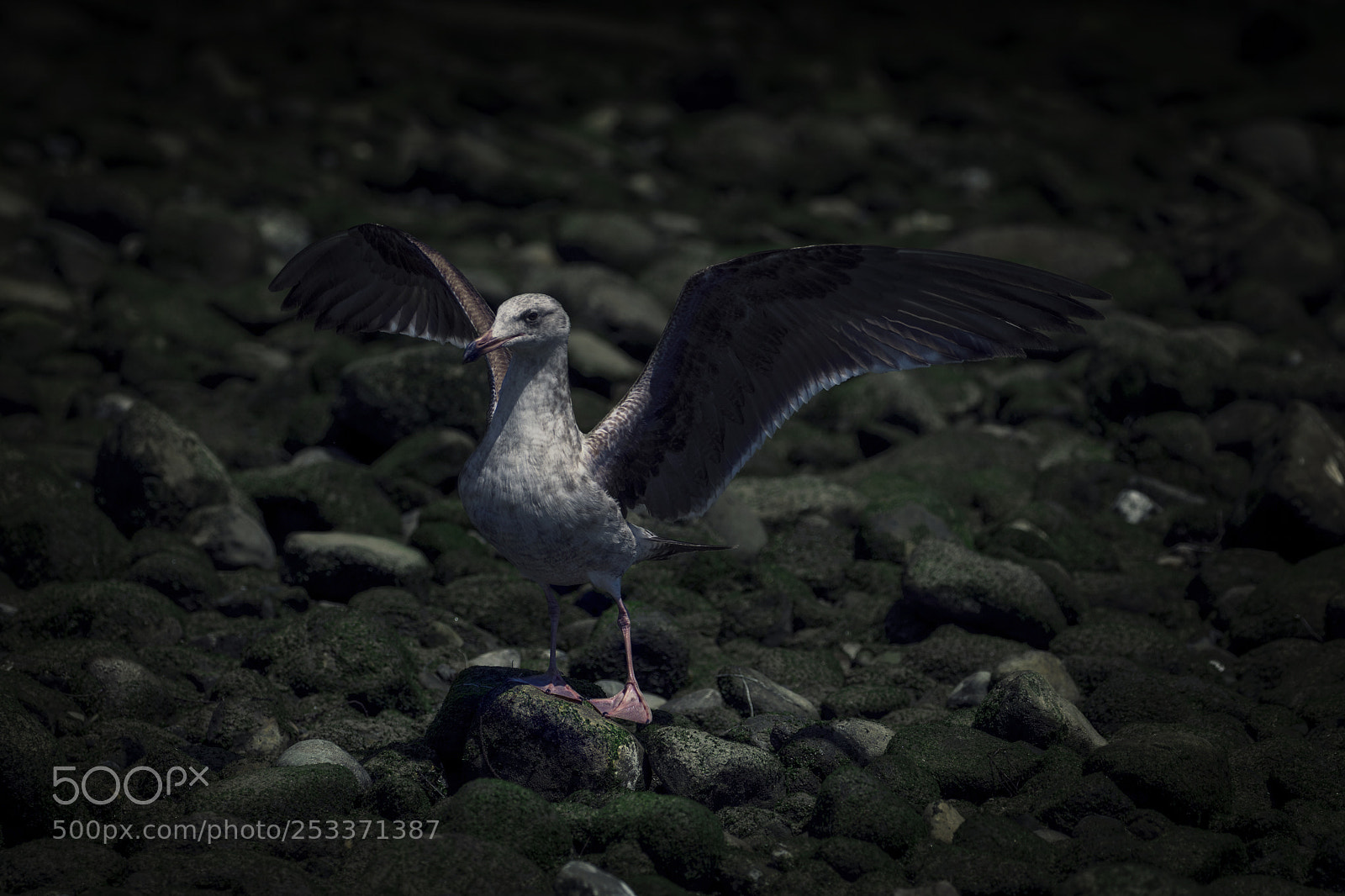 Canon EOS 750D (EOS Rebel T6i / EOS Kiss X8i) sample photo. Ocean bird photography