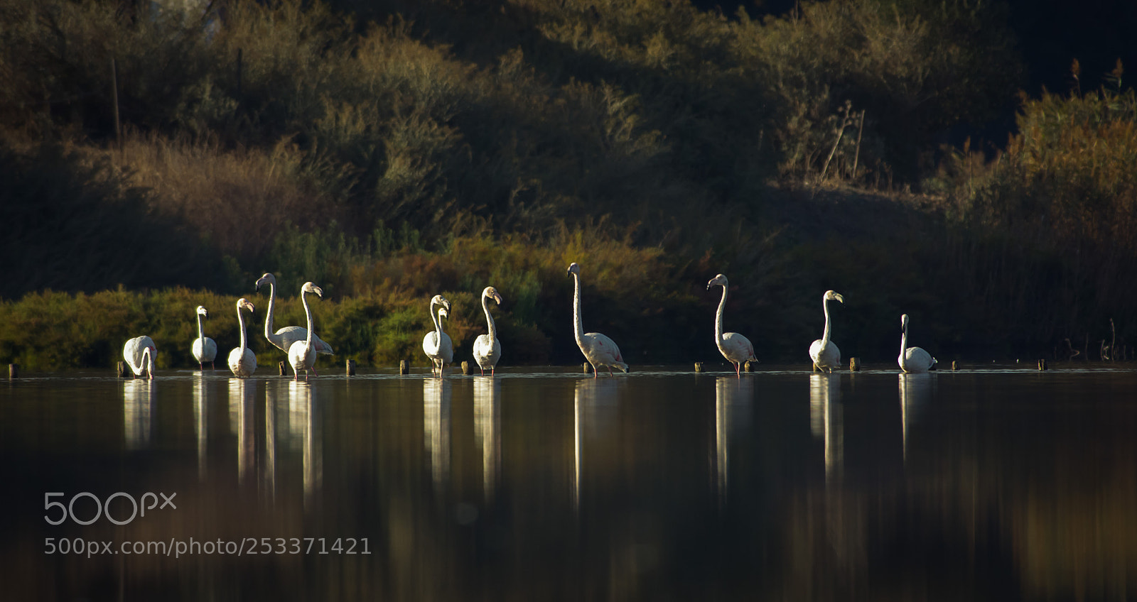 Nikon D7100 sample photo. Flamingos photography