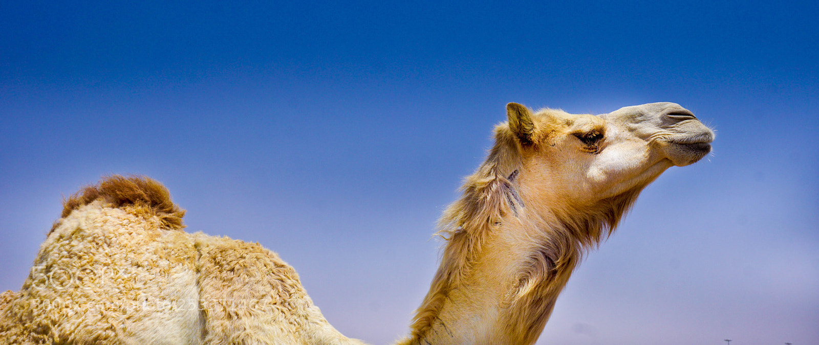 Sony a6000 sample photo. Camel in desert photography