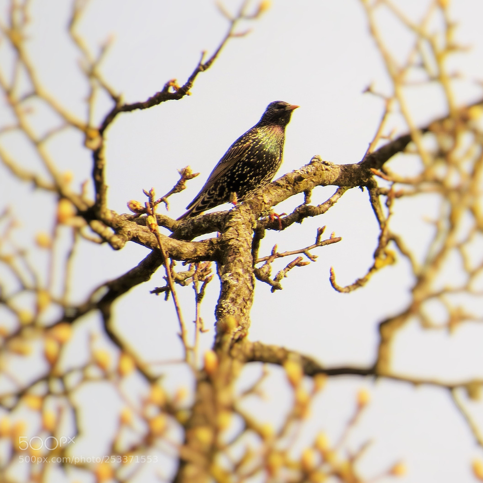 Canon PowerShot SX50 HS sample photo. Bird in the tree (...) photography