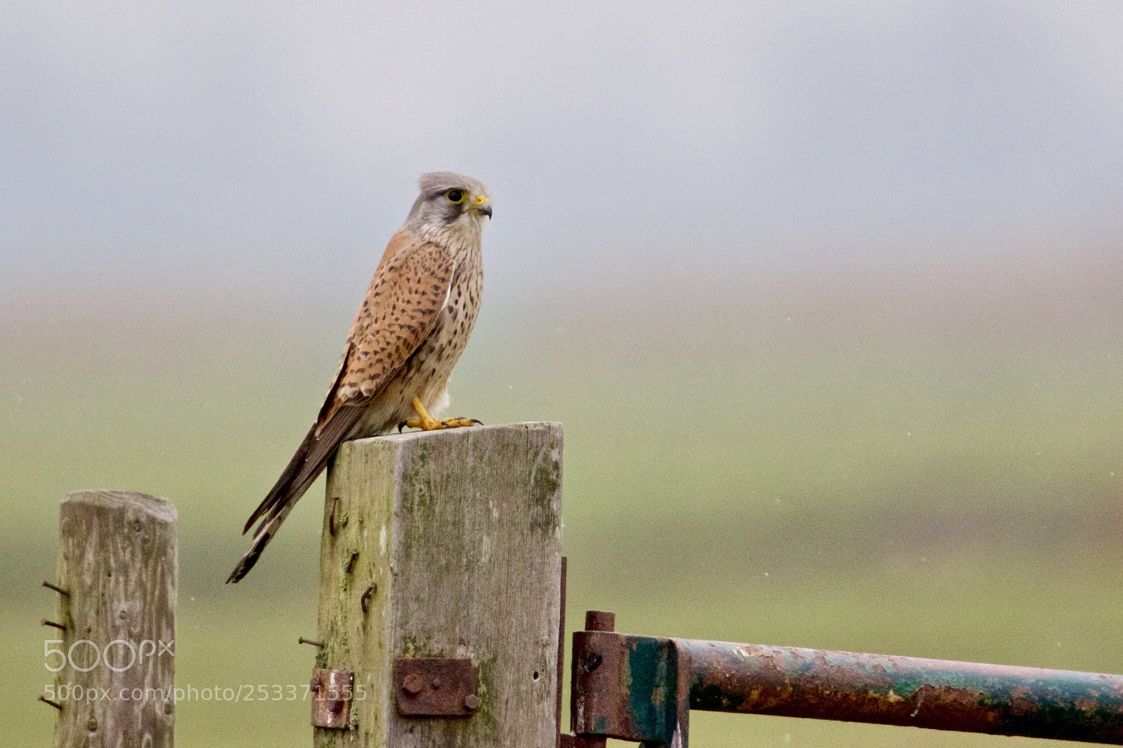 Canon EOS 7D Mark II sample photo. Common kestrel - torenvalk photography